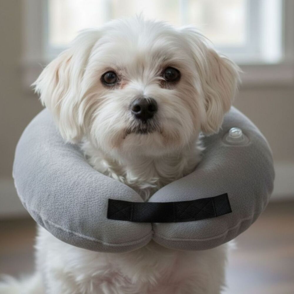 Pet Recovery Protective Inflatable Collar for Small Dogs and Cats Soft